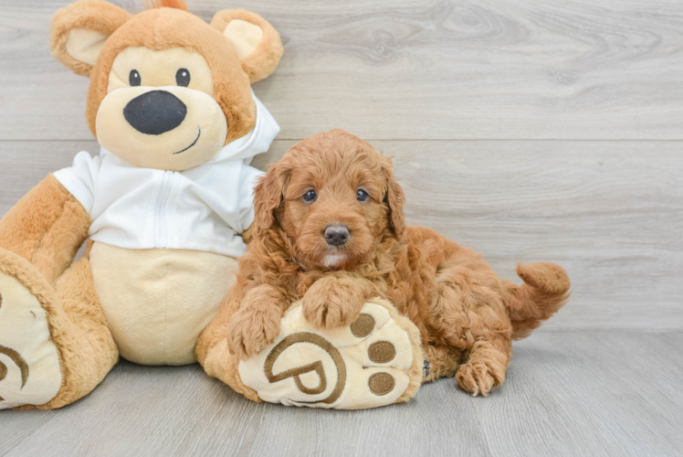 Petite Mini Goldendoodle Poodle Mix Pup