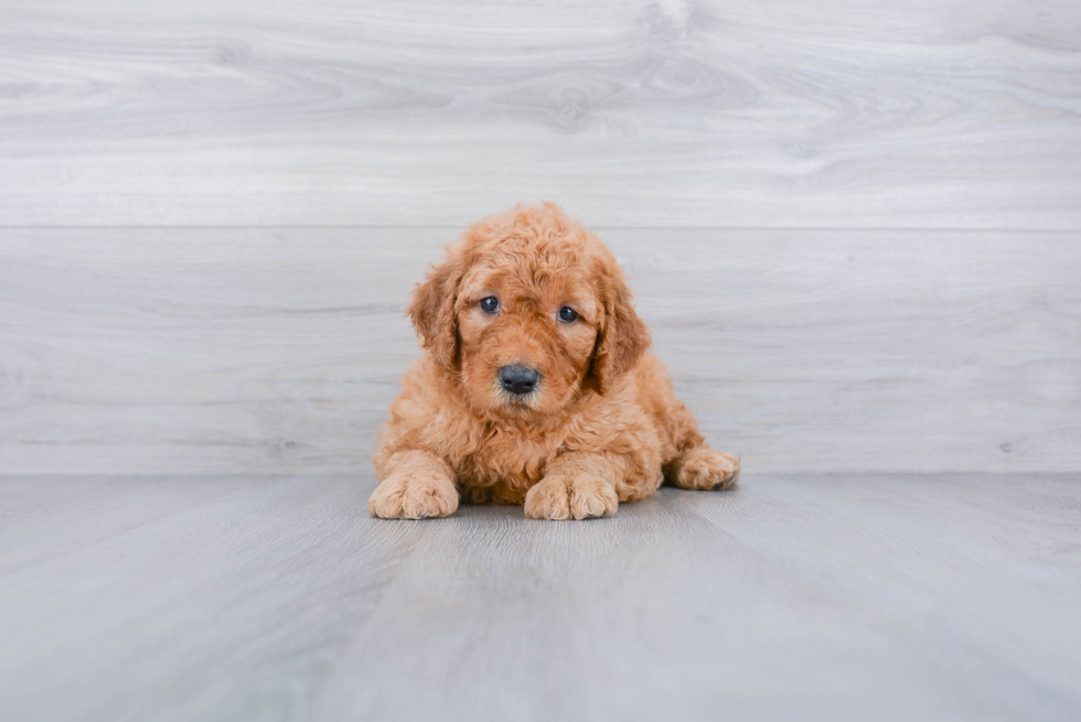 Little Golden Retriever Poodle Mix Puppy