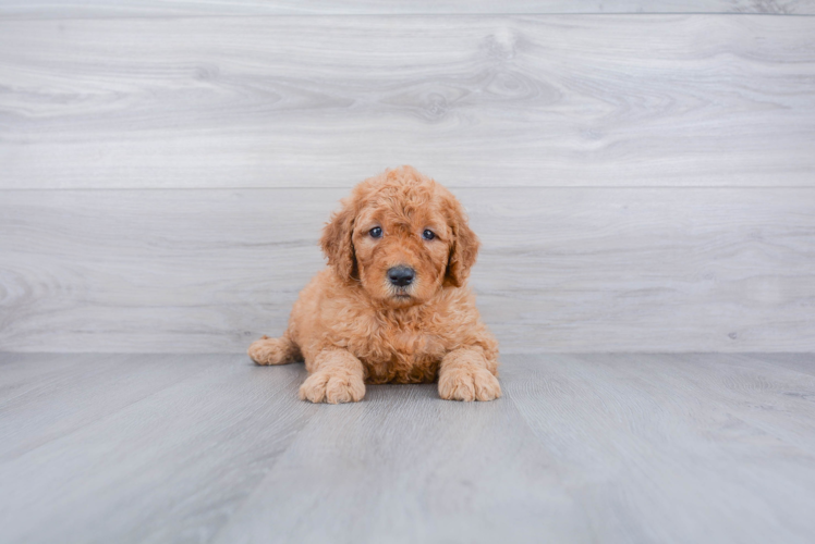 Hypoallergenic Golden Retriever Poodle Mix Puppy