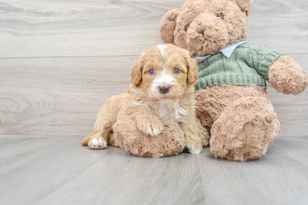 Small Mini Goldendoodle Baby