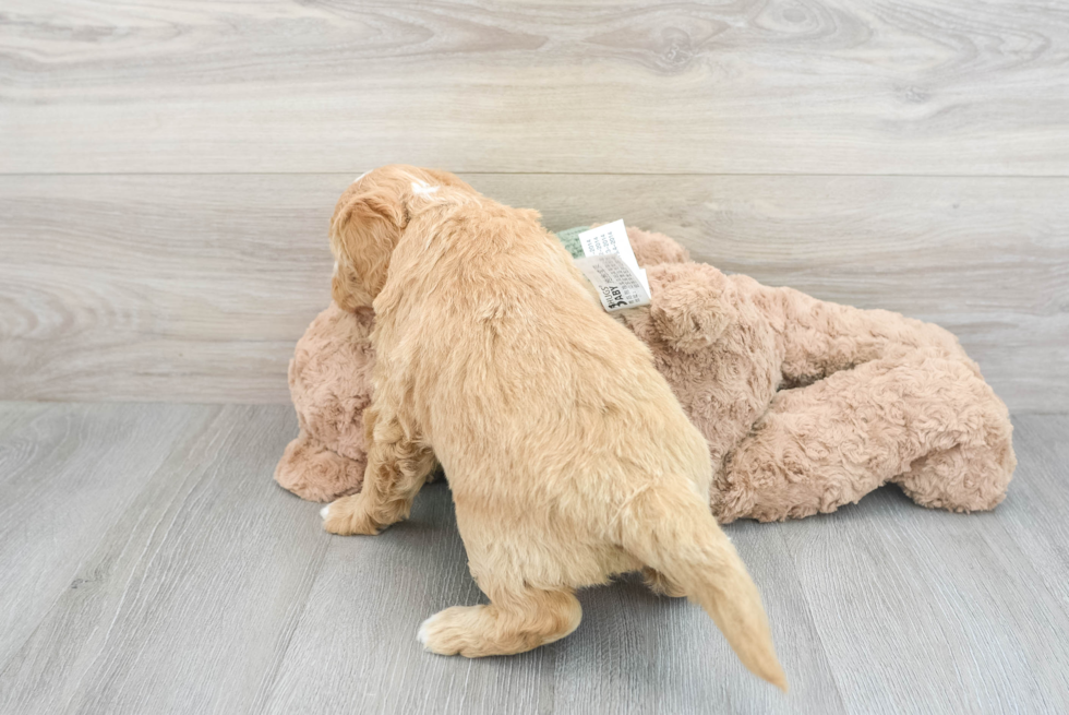 Sweet Mini Goldendoodle Baby