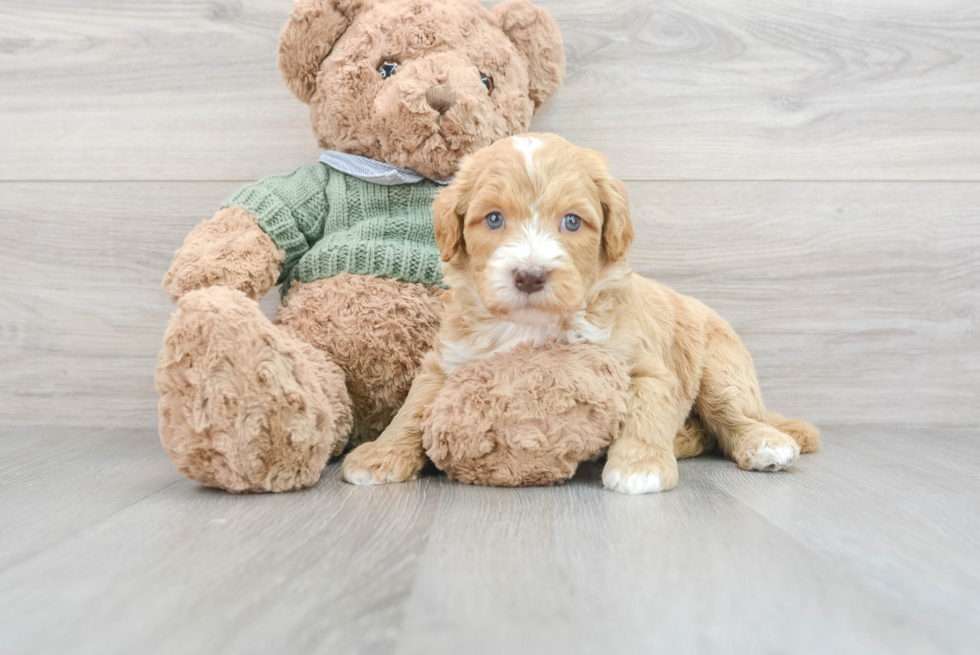 Mini Goldendoodle Pup Being Cute