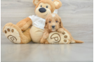 Popular Mini Goldendoodle Poodle Mix Pup