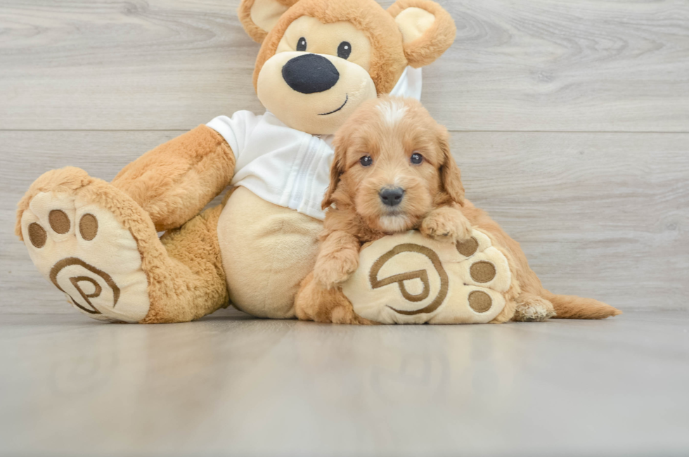 5 week old Mini Goldendoodle Puppy For Sale - Premier Pups