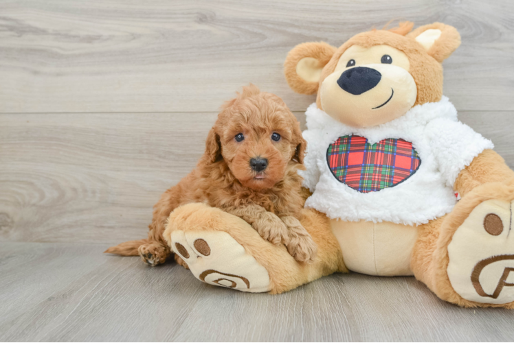 Friendly Mini Goldendoodle Baby