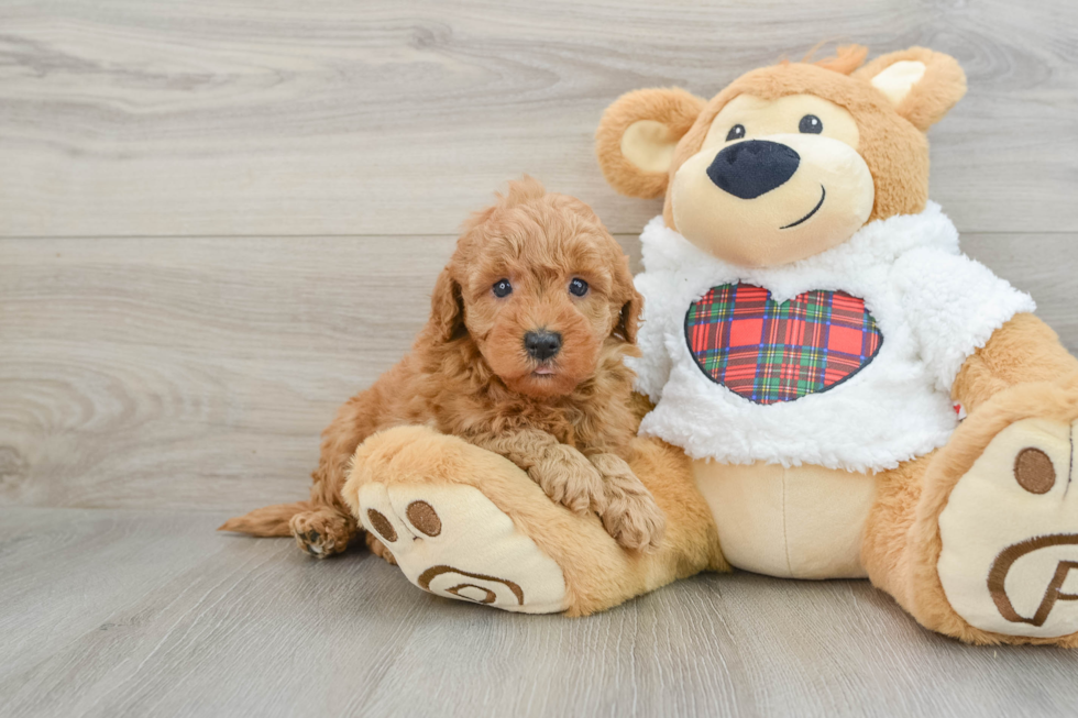 Friendly Mini Goldendoodle Baby