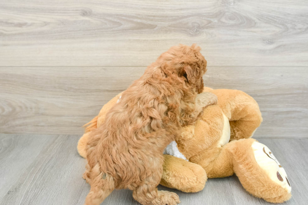 Best Mini Goldendoodle Baby