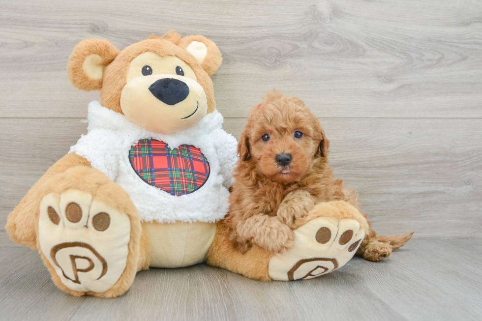 Happy Mini Goldendoodle Baby
