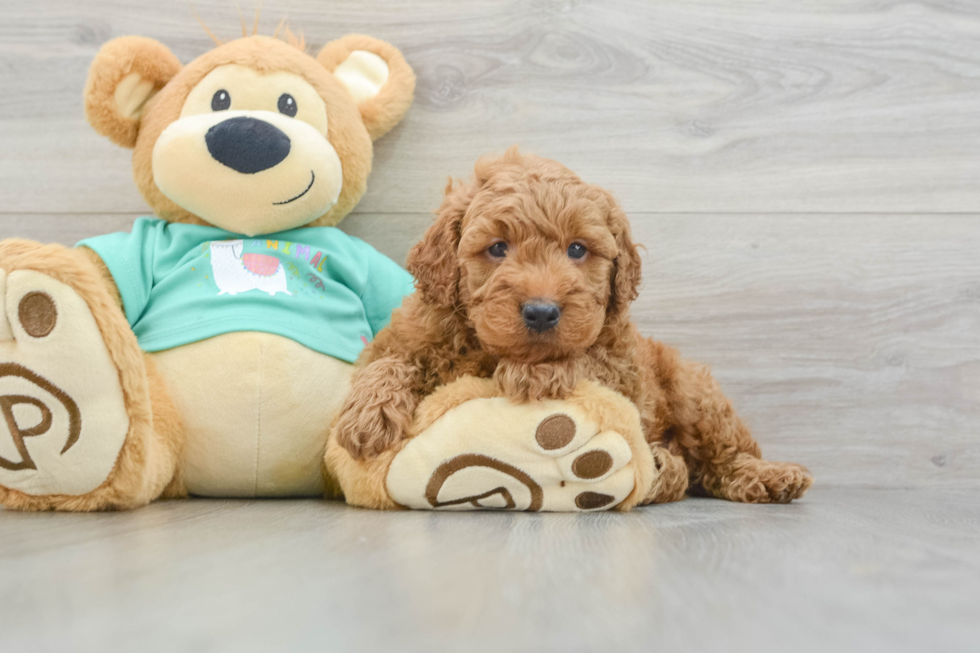 Cute Mini Goldendoodle Baby