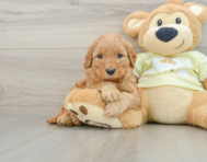 8 week old Mini Goldendoodle Puppy For Sale - Premier Pups