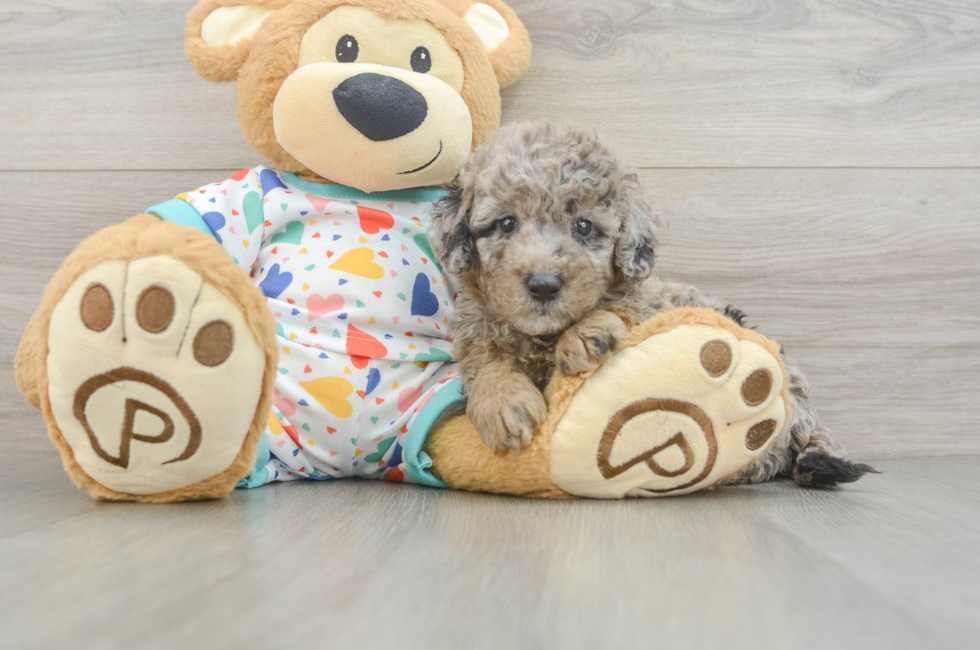 6 week old Mini Goldendoodle Puppy For Sale - Premier Pups