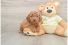 Mini Goldendoodle Puppy for Adoption