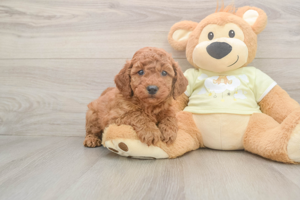 Mini Goldendoodle Puppy for Adoption