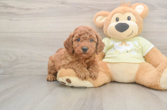 Mini Goldendoodle Puppy for Adoption