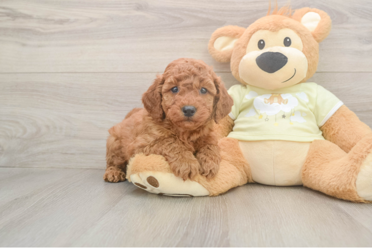 Meet Porter - our Mini Goldendoodle Puppy Photo  1/3 - Premier Pups Mini Goldendoodle Puppy for Adoption