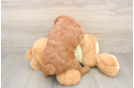 Best Mini Goldendoodle Baby