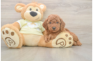 Smart Mini Goldendoodle Poodle Mix Pup