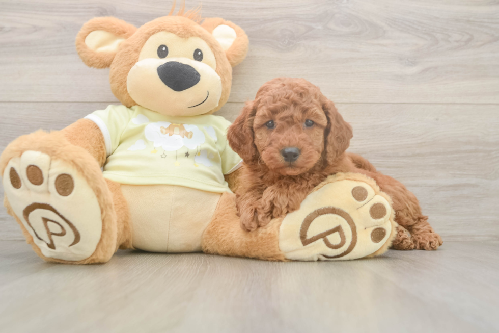 Smart Mini Goldendoodle Poodle Mix Pup