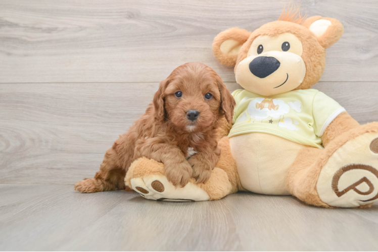 Energetic Golden Doodle Poodle Mix Puppy