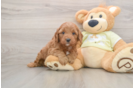 Energetic Golden Doodle Poodle Mix Puppy