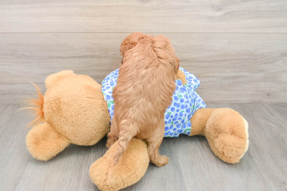 Mini Goldendoodle Pup Being Cute