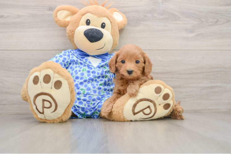 Happy Mini Goldendoodle Baby