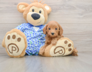 7 week old Mini Goldendoodle Puppy For Sale - Premier Pups