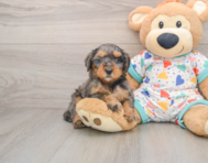 7 week old Mini Goldendoodle Puppy For Sale - Premier Pups