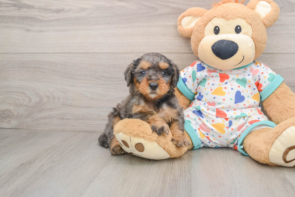 Best Mini Goldendoodle Baby