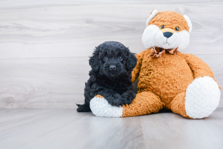 Hypoallergenic Golden Retriever Poodle Mix Puppy