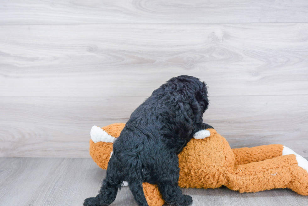 Adorable Golden Retriever Poodle Mix Puppy