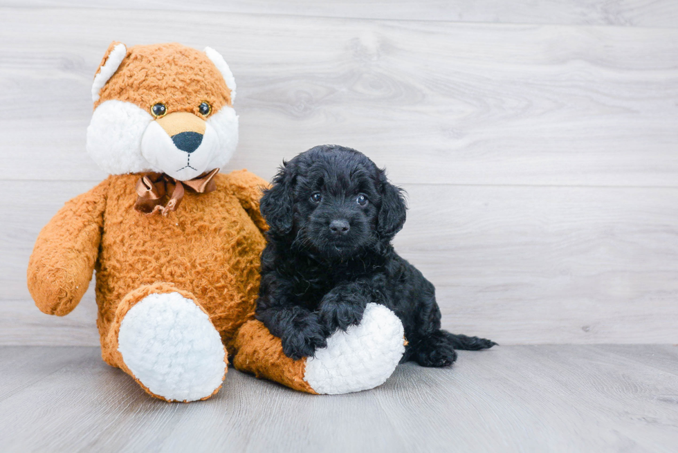 Small Mini Goldendoodle Baby