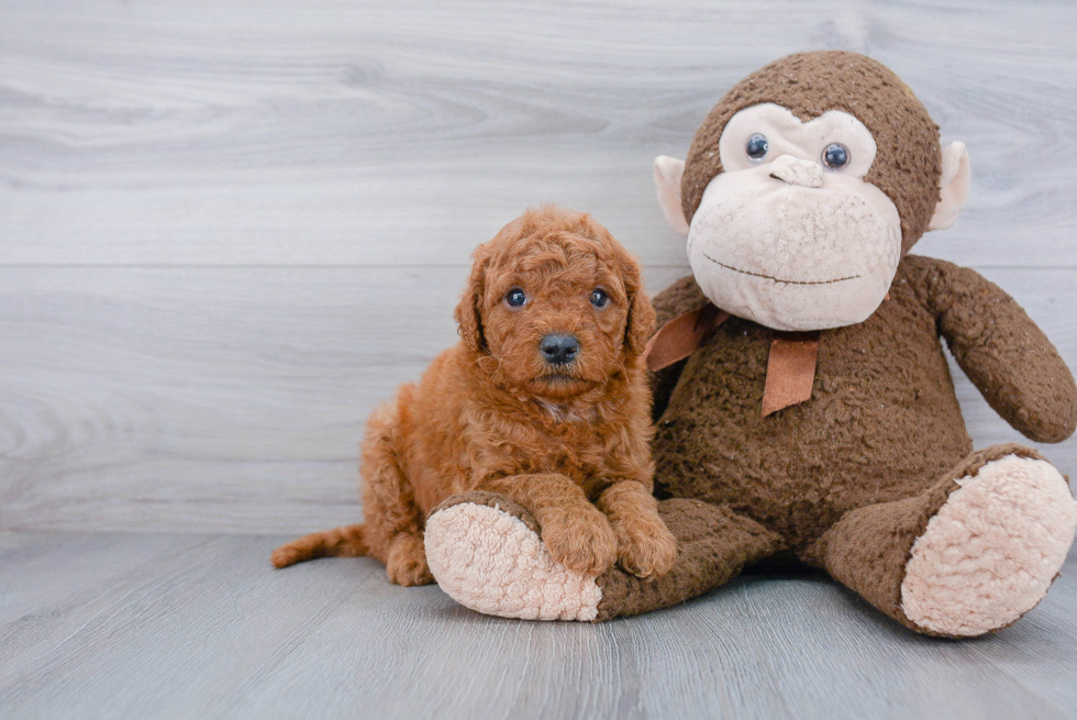 Fluffy Mini Goldendoodle Poodle Mix Pup