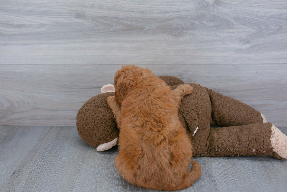 Energetic Golden Retriever Poodle Mix Puppy