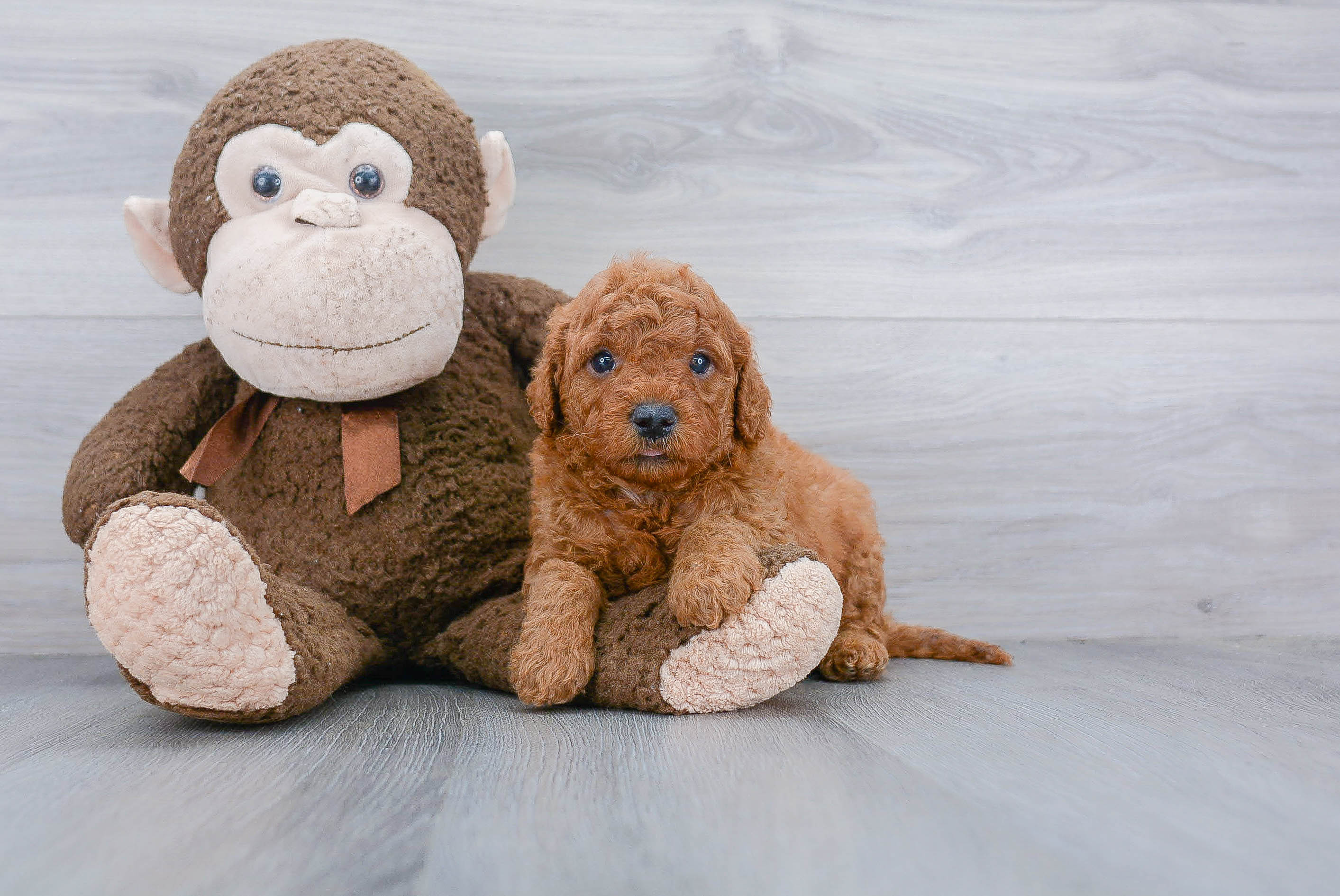 Mini Goldendoodle Puppy for Adoption