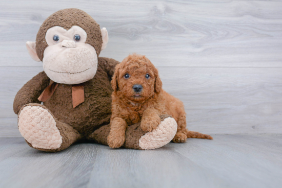 Mini Goldendoodle Puppy for Adoption