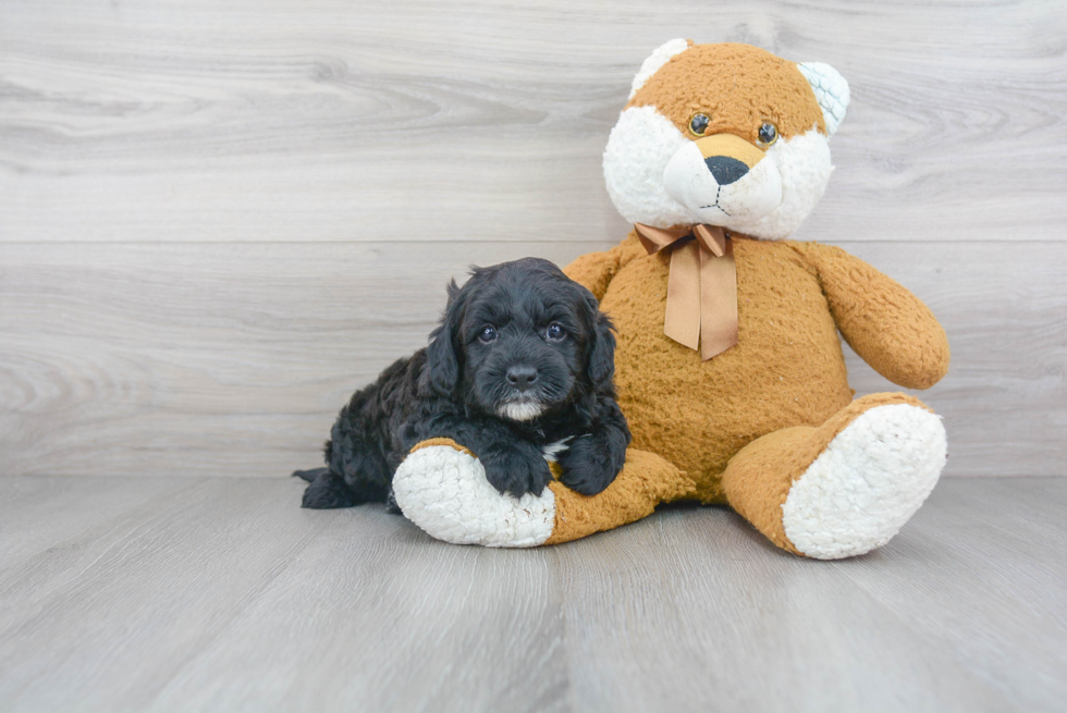 Best Mini Goldendoodle Baby