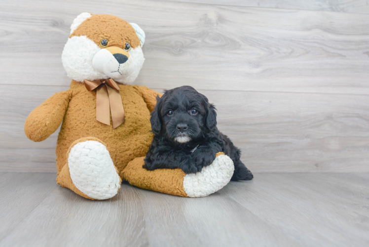 Happy Mini Goldendoodle Baby