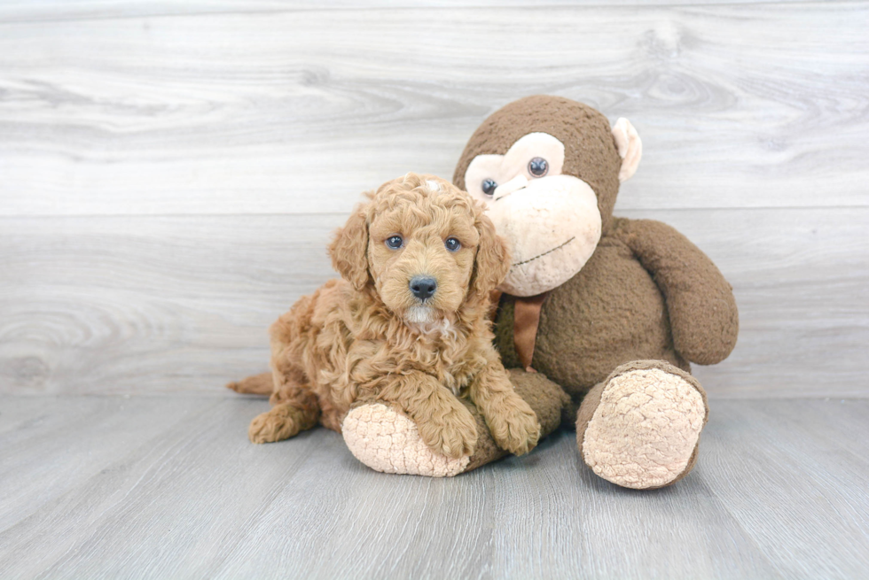 Mini Goldendoodle Puppy for Adoption