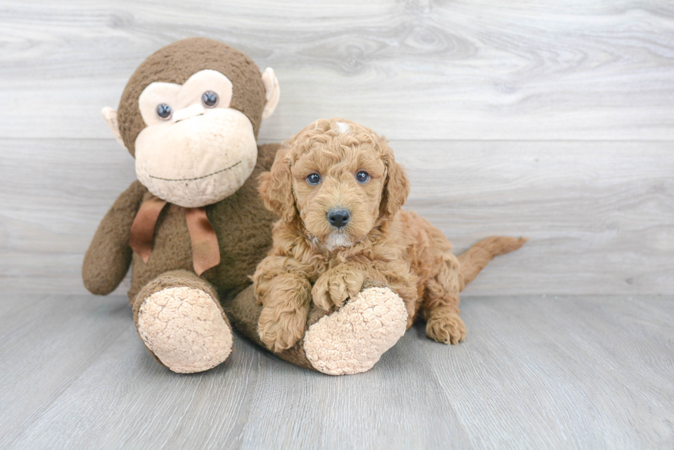 Popular Mini Goldendoodle Poodle Mix Pup