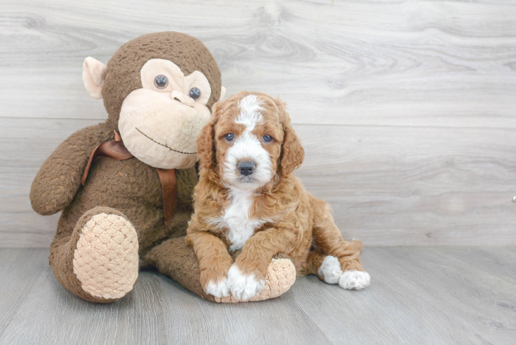 Friendly Mini Goldendoodle Baby