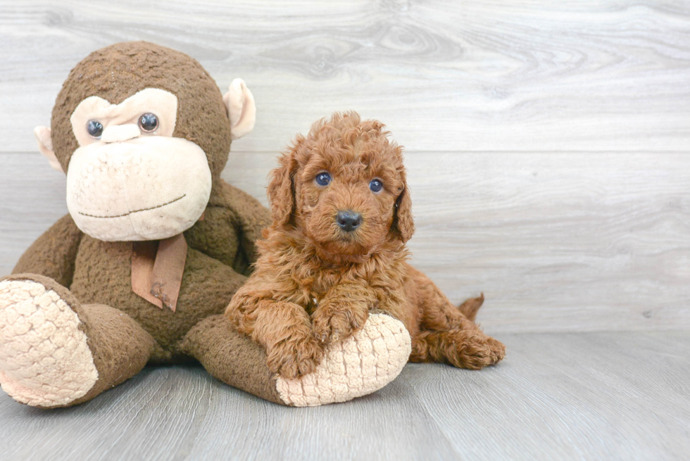 Friendly Mini Goldendoodle Baby