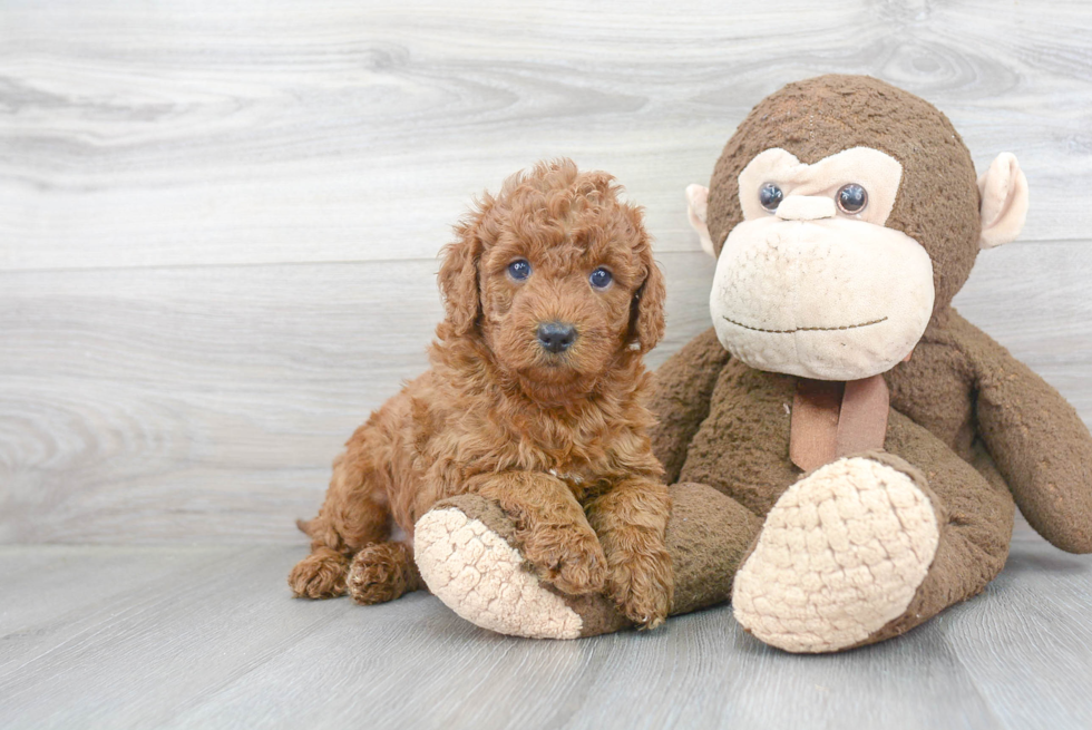 Friendly Mini Goldendoodle Baby