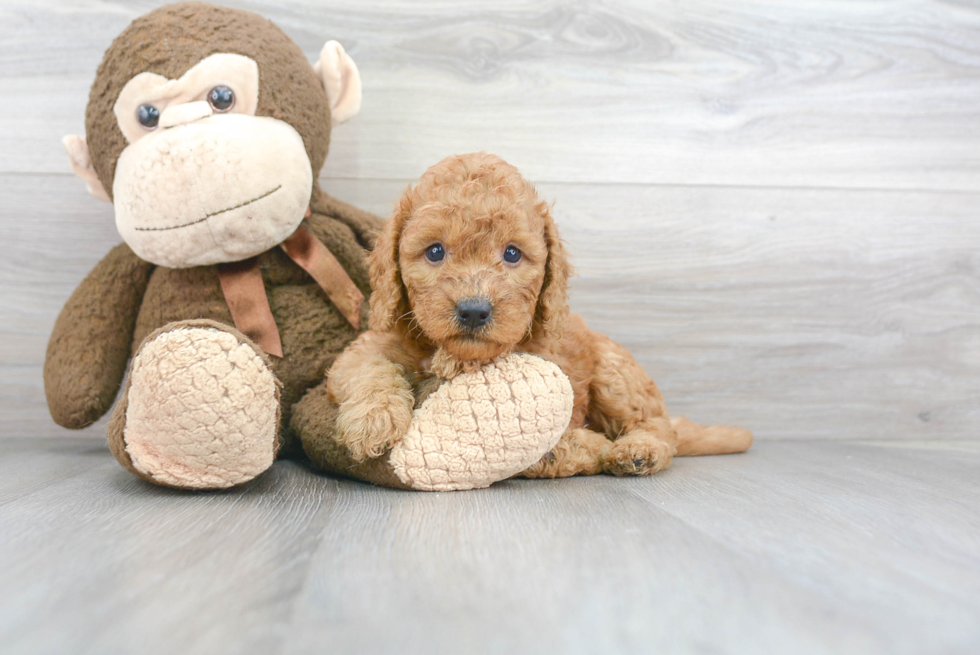 Mini Goldendoodle Puppy for Adoption