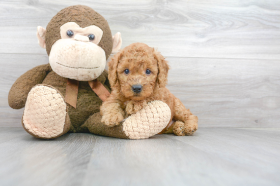 Mini Goldendoodle Pup Being Cute