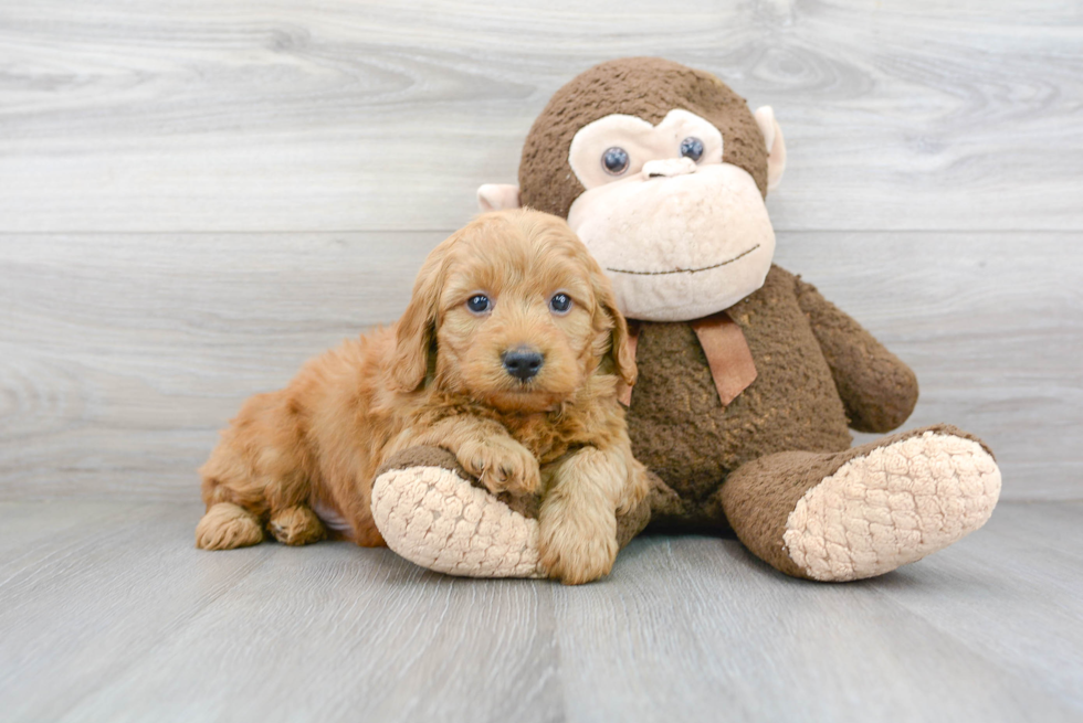 Cute Mini Goldendoodle Baby