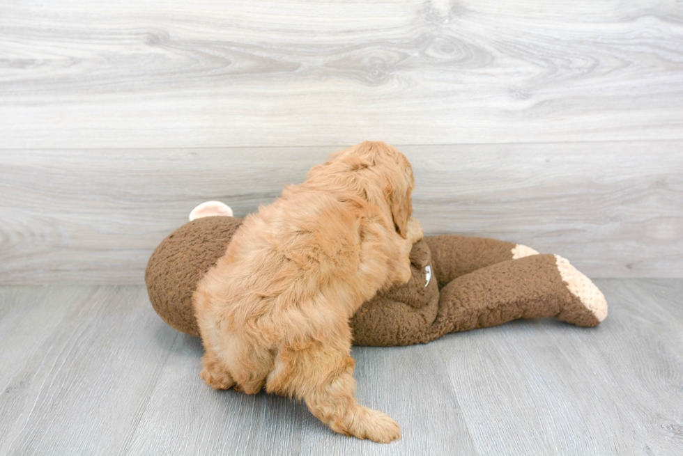 Happy Mini Goldendoodle Baby