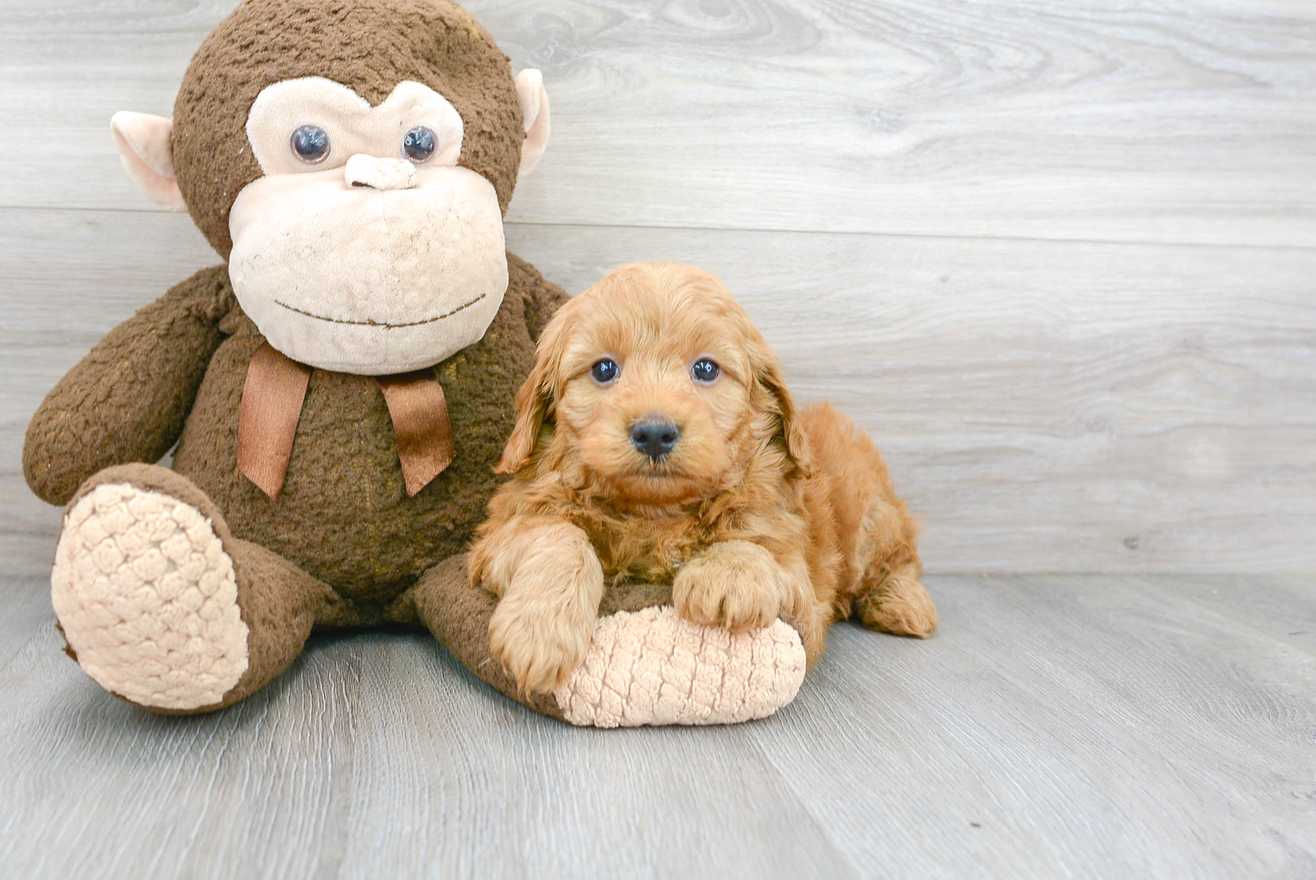 Mini Goldendoodle Puppy for Adoption