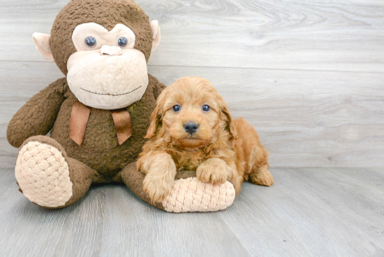 Mini Goldendoodle Puppy for Adoption