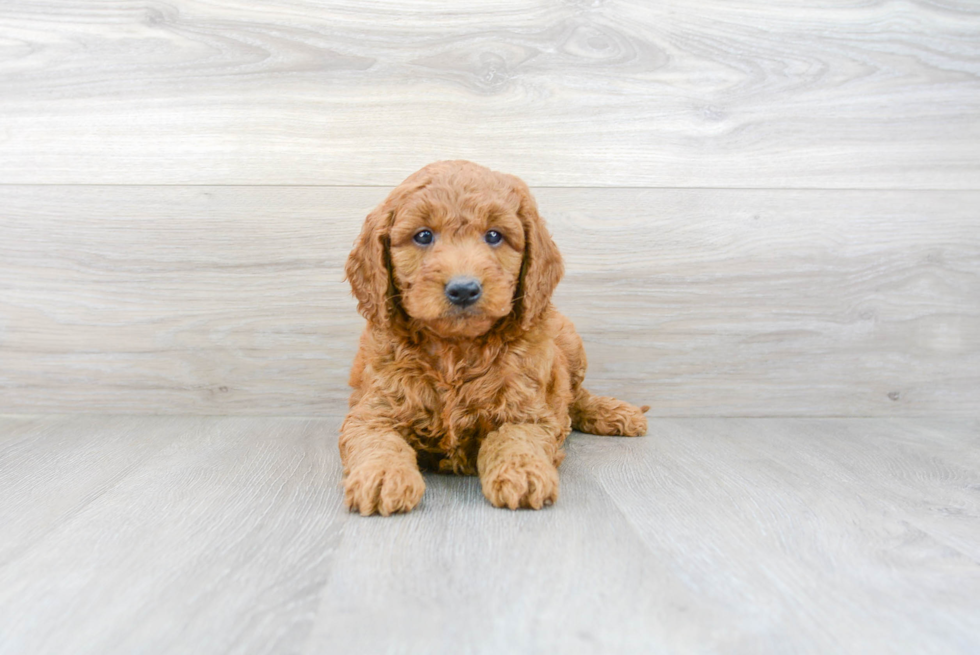 Best Mini Goldendoodle Baby